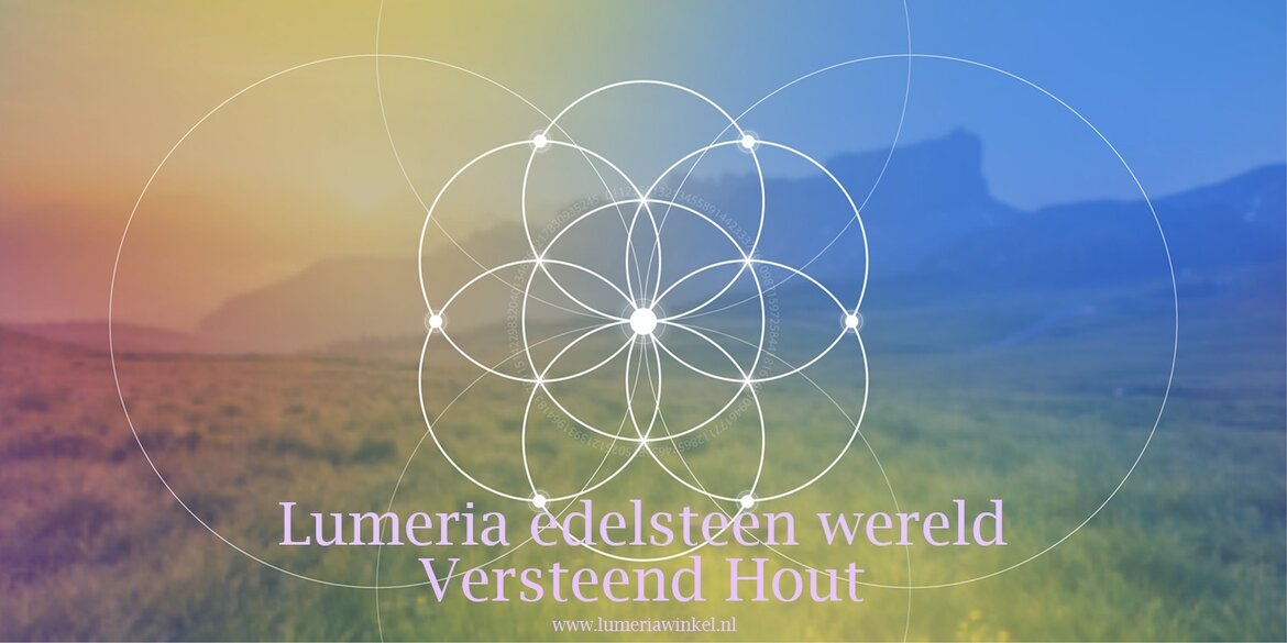 Versteend hout Versteend-hout
